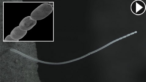 اكتشاف أكبر بكتيريا في العالم.. تُرى بالعين المجردة! فيديو وصور