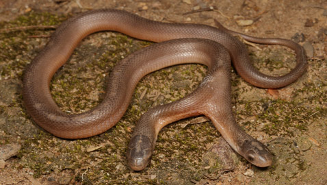 مفاجأة لصائد أفاعي.. ثعبان نادر برأسين! صور