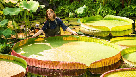 صور: اكتشاف أكبر زنبقة مائية في العالم داخل حديقة بريطانية