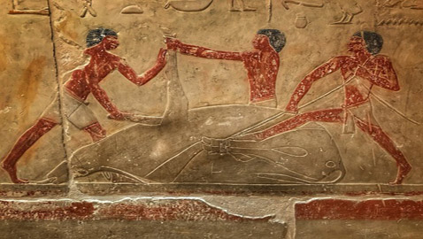 حكاية الأضاحى أيام الفراعنة.. تم تقديمها قرابين للآلهة