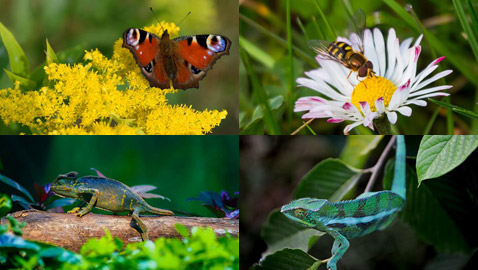 أبرز الحيوانات والحشرات المبدعة في التنكر