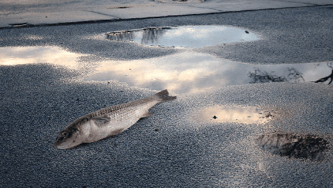 السماء تمطر أسماكاً على قرية هندية.. والسبب؟