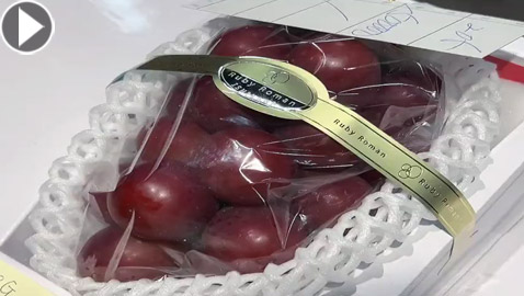 فيديو وصور: بيع عنقود عنب ياباني بسعر خيالي!