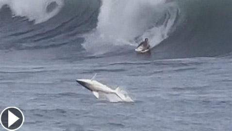فيديو لا يصدق.. قرش يسبح مع راكبي الأمواج في هاواي