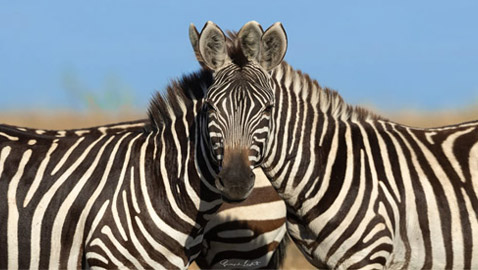 كأنها خدعة بصرية.. رجل يوثق صورة محيرة لحمارين وحشيين في كينيا