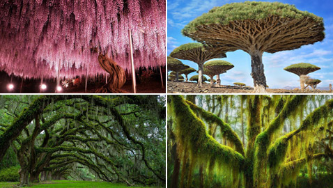 إليكم صور مذهلة لأكثر الأشجار روعة في العالم