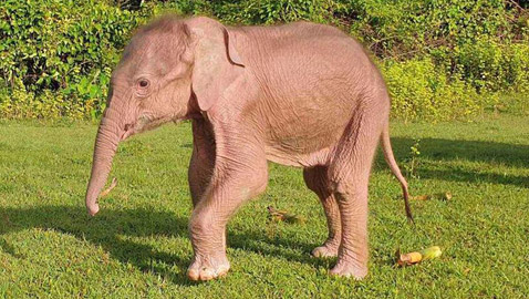 بالصور: ولادة نادرة لفيل أبيض في ميانمار