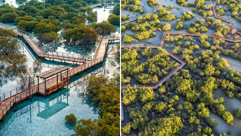 وجهة أقرب للحلم.. تعرفوا إلى غابة القرم الساحرة في أبوظبي (صور)