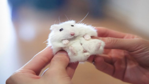 22 حيواناً يشاركك الكسل: أحدهم ينام 24 ساعة