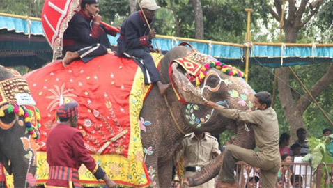 أقدم أفيال في العالم: قصصهم ستخطف قلبك