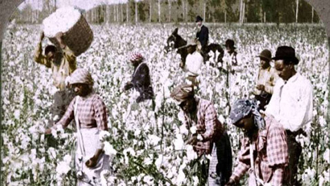 تلميذة ترفع دعوى على مدرسة استخدمت حقل قطن لتفسير فظائع العبودية