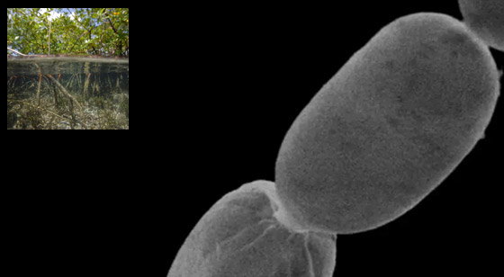 بالصور.. شاهد أكبر بكتيريا بالعالم ترى بالعين المجردة
