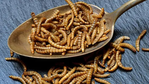 وسط دعوات لأكل الحشرات.. علماء يطورون وجبة من الدود بطعم اللحم!