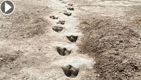 بسبب الجفاف.. اكتشاف آثار أقدام ديناصور عمرها 113 مليون عام! فيديو