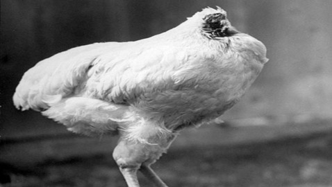 أغرب الأشياء بالعالم: أم بالغة من العُمر 5 سنوات ودجاجة تعيش دون رأس