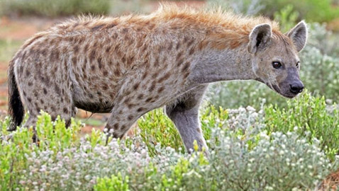 يهرب مخدرات ويقلب الدماغ.. قدرات الضباع تشغل التواصل