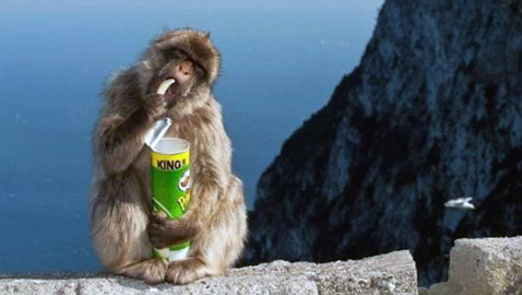 الأبقار لديها أصدقاء مقربون...حقائق ستجعلك تبتسم