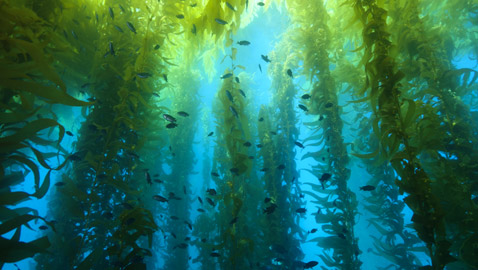 اكتشاف غابات مخفية في أعماق المحيط تغطي مساحة الهند مرتين!