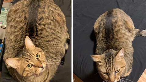 7 حيوانات أليفة فقدت بعض الوزن…ازدادوا جاذبية