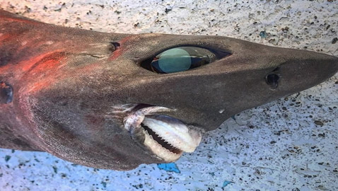 صياد يعثر على كائن بحري غريب.. 