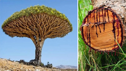بالصور: أندر شجرة بالعالم في اليمن.. تنزف سائلا أحمر كالدم!