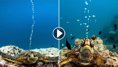 بشخصيتها المرحة.. سلحفاة تقيم 