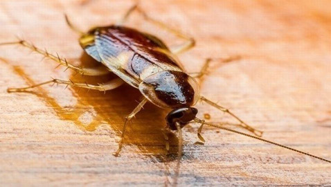 جهاز ليزري يعمل بالذكاء الاصطناعي مهمته قتل الصراصير