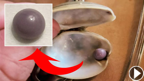 أكل المحار فصُدم بكنز.. لؤلؤة نادرة ثمينة تنعش رحلة رجل أمريكي