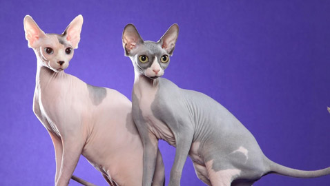 أنواع قطط غريبة ستراها لأول مرة أبرزهم: بـ6 أرجل!