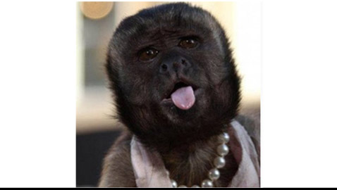 أنجلينا جولي القرود: تقدر ثروتها بـ 6 ملايين دولار