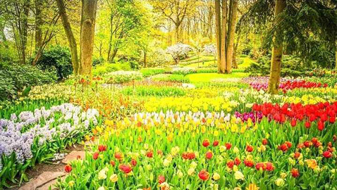 يمكنك رؤية زهور وأشجار وعشب.. لكن هل تستطيع إيجاد الببغاء؟