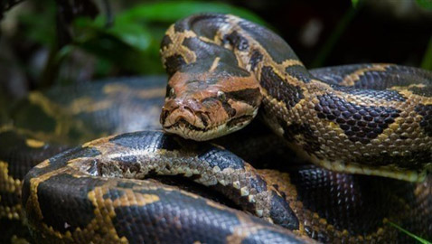 بسرواله.. أمريكي يهرّب 3 ثعابين عبر معبر حدودي