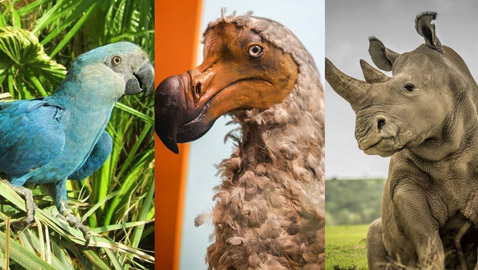 صور نادرة لـ 10 حيوانات منقرضة كانت في الماضي تعيش بيننا!