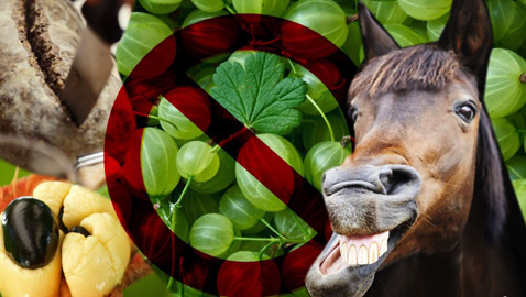 8 أطعمة محظورة لا يمكنك تناولها في أمريكا!