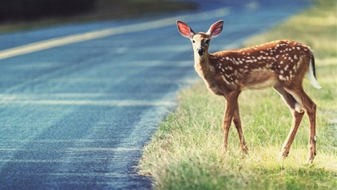 غزال يتسبب في وفاة شخصين بحادث مروري في اليابان