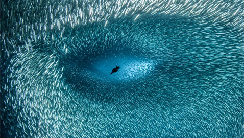 دوامة من الأسماك تُشكل 