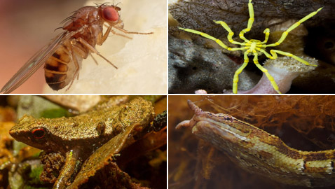 بالصور: تعرفوا إلى 7 حيوانات تستخدم أعضاءها بطرق غريبة