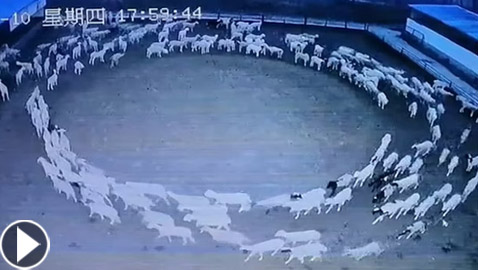 ظاهرة مخيفة تحير العلماء.. أغنام تسير بحلقة دائرية لـ12 يوما متواصلة