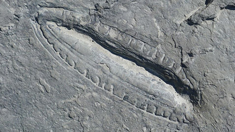 عمرها 550 مليون عاما.. علماء يكتشفون 