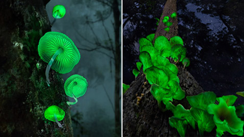 يتوهج باللون الأخضر.. مصورة تطارد 