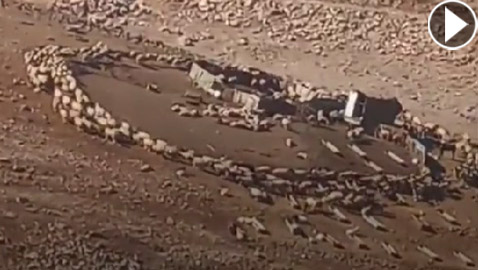 مشهد مريب ظهر بالصين ثم الأردن.. أغنام تدور بشكل دائري حول نفسها