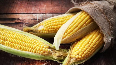 أغرب معلومات عن الذرة: استخدمت كبديل للقهوة وتدخل في صناعة الورق