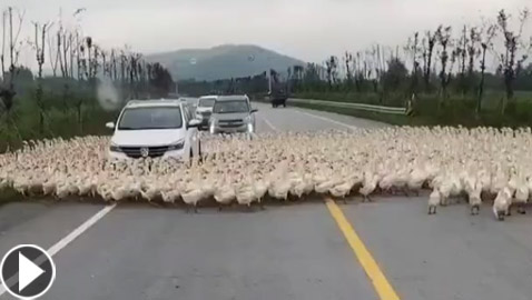 فيديو جديد عن الظاهرة الغريبة.. بط يسير في دوائر!