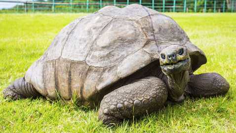 الاحتفال بأقدم حيوان بري في العالم.. لن تصدق عمره!