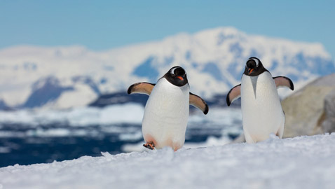 لماذا لا تتجمد الأسماك في القطب المتجمد الجنوبي ؟