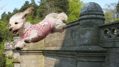 جسر أوفرتون ،، لغز الجسر الذي أصاب الكلاب بالجنون ودفعهم للانتحار!