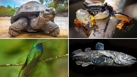 بينها سلحفاة عملاقة.. حيوانات تظهر من جديد بعد أن كادت تنقرض