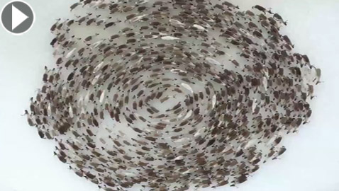 اللغز لم يحل بعد.. ومزيد من الحيوانات تدور حول نفسها! فيديو