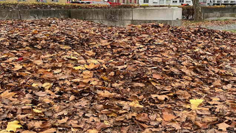 جرو صغير بين أوراق الشجر.. لديك عيون صقر إذا اكتشفت مكانه بـ10 ثوان