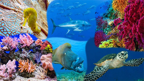 الحيوانات البحرية بالعالم مهددة بالانقراض.. السلوك البشري المسبب الأول